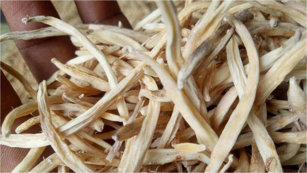Safed Musli (Chlorophytum borivilianum): a comprehensive review of its ethnopharmacological profile and therapeutic potential